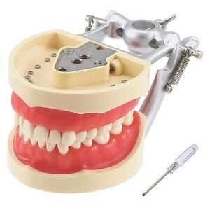 Dental Typodont Mount - 32 Removable Teeth for Dentists, Hygienists, Assistants
